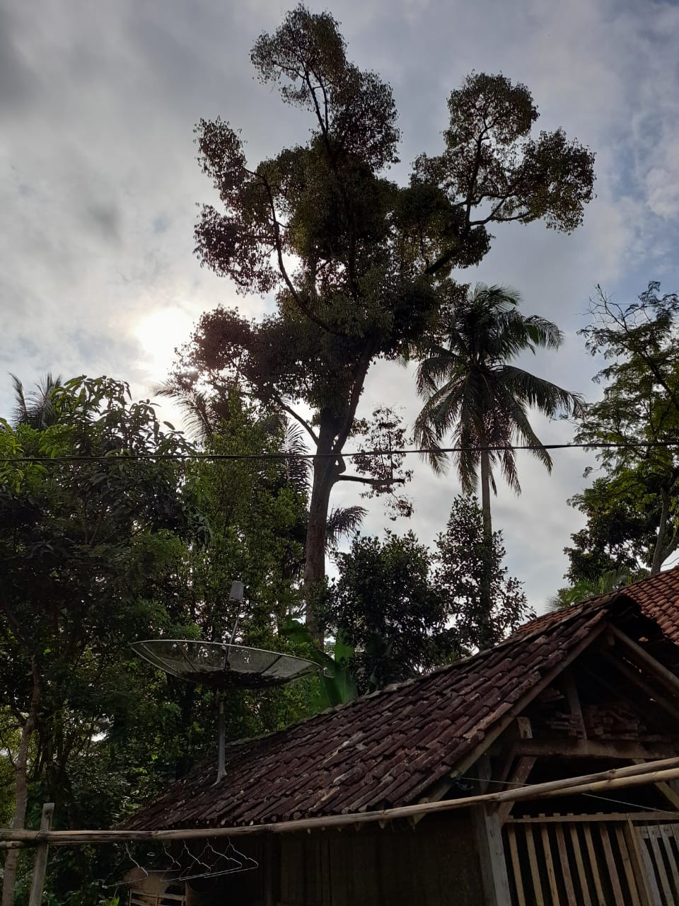 Pohon Induk Durian Sikatap Butuh Perhatian