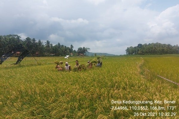 Padi Organik di Desa Kedung Pucang Mulai Berkembang